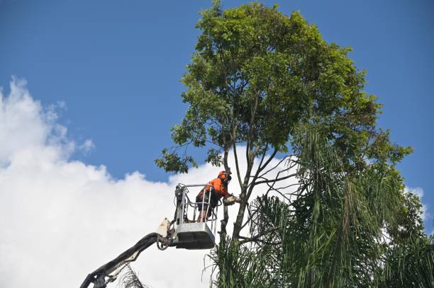 Trusted Lake California, CA Tree Care Experts